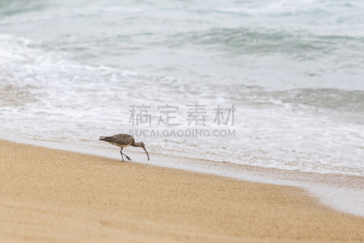 非凡的,野生动物,沙子,野外动物,智利,海滩,食品,喂养,探索,观看