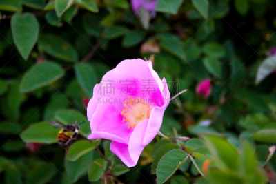 野玫瑰,大黄蜂,嗡嗡响的,温哥华岛,环保人士,大不列颠哥伦比亚,荆棘,濒危物种,蜜蜂,水平画幅
