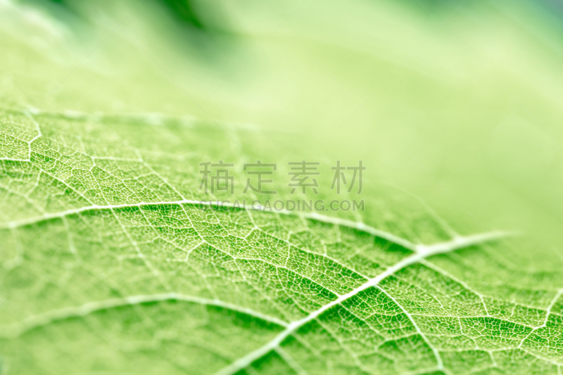 叶脉,有蔓植物,纹理效果,绿色,选择对焦,形状,葡萄树叶,叶状图案,叶子,叶表皮