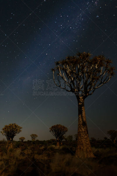银河系,芦荟树木,森林,自然,垂直画幅,宁静,云,地形,夜晚,无人