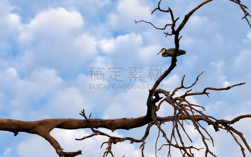 鸟类,苍鹭,黑头鹭,非洲,图像,荷兰,美,鹭科,冈比亚,动物
