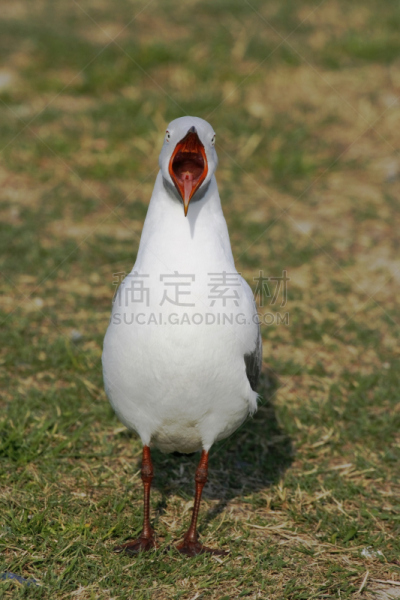海鸥,喉咙,垂直画幅,水,灰色,颈,绿色,岩石,无人,鸟类