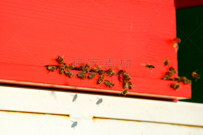 蜜蜂,家畜,回击球,beekeeper,蜂蜡,养蜂,蜂箱,水平画幅,能源,野外动物