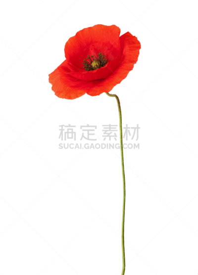红色,垂直画幅,芳香的,雄蕊,无人,夏天,户外,野生植物,特写,野花