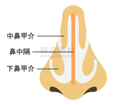 人的鼻子,鼻腔,健康保健,横截面,文字,图表,生物医学插图,里面,简单