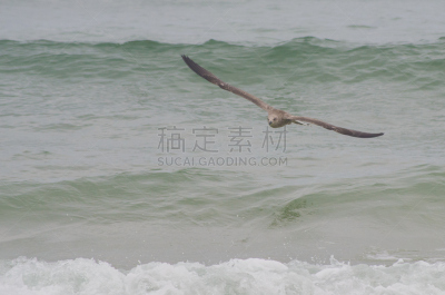 海洋,海鸥,在上面,水平画幅,鸟类,大西洋,早晨,威罗区,户外,葡萄牙