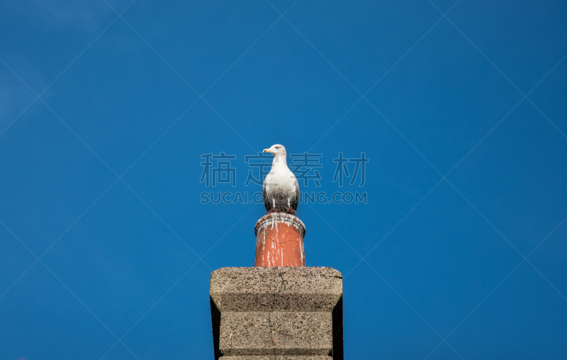 烟囱,海鸥,卢港,普里茅思,砖,边框,野生动物,灰色,肖像,英国