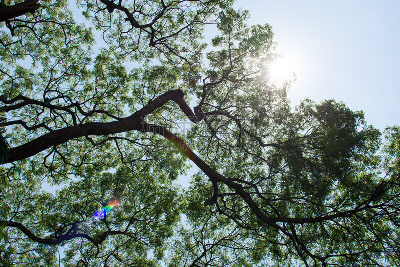 萨满教,自然,天空,水平画幅,地形,无人,巨大的,雨豆树,夏天,户外