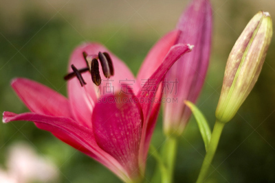 粉红色,特写,百合花,自然,水平画幅,雄蕊,无人,脆弱,花束,植物茎
