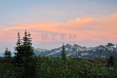 野花,塔图许山脉,松树,水平画幅,雪,无人,月亮,品红色,户外,野生植物