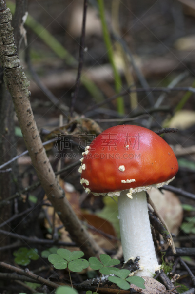 毒蘑菇,蘑菇,伞形毒菌,毒蝇菇,自然,垂直画幅,无人,有毒生物体,苔藓,户外