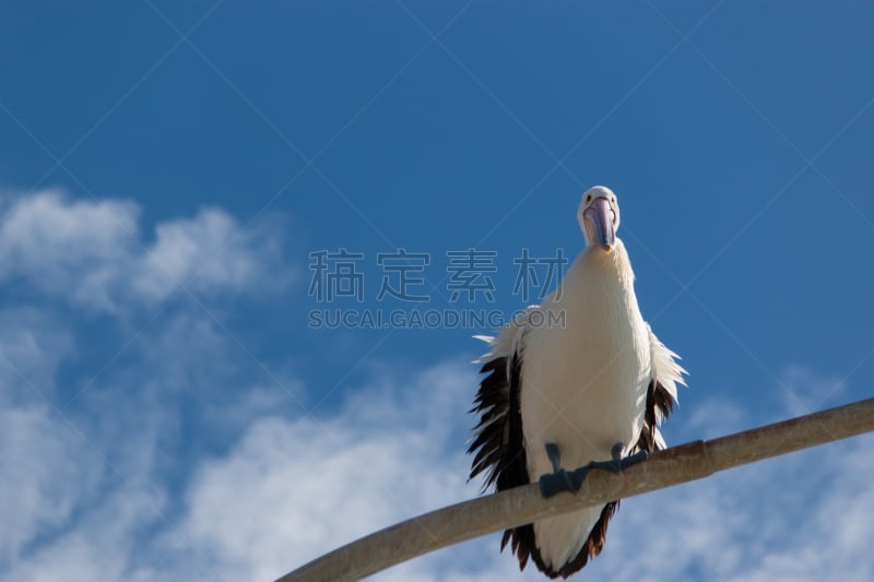 天空,街道,夏天,澳洲鹈鹕,蓝色,路灯,灯,照明设备,灵感,野生动物