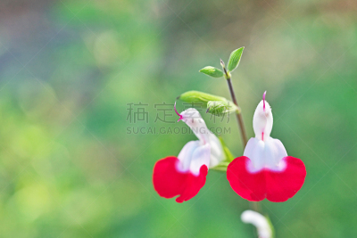 Cherry sage
チェリーセージ