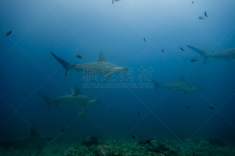 双髻鲨,波罗岛,锤头鹭,小生镜,水中呼吸器,鱼群,动物交配,海豚,生态多样性,鲨鱼