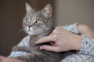 猫,业主,爪子,家庭生活,动物身体部位,疲劳的,哺乳纲,毛绒绒,雌性动物,虚弱