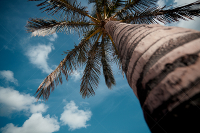 canary island date palm,自然,水平画幅,热带气候,无人,山毛榉树,热带树,棕榈树,海枣树,摄影