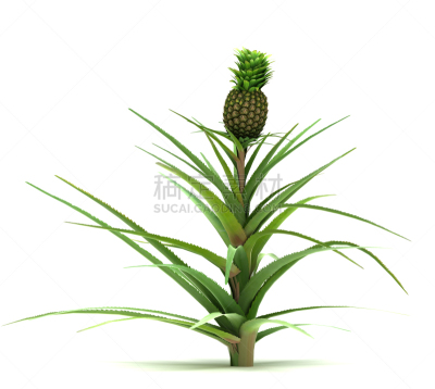一个物体,菠萝,背景分离,景观设计,环境,植物,水果,三维图形,白色,自然