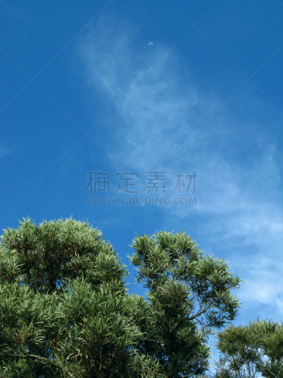 早晨,半月,垃圾填埋场,留尼汪（法属）,在上面,垂直画幅,天空,枝繁叶茂,云,山