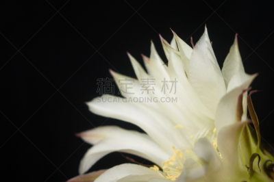 仙人掌,特写,桶仙人掌,选择对焦,阿根廷,沙漠,植物,雌蕊,装管,耙