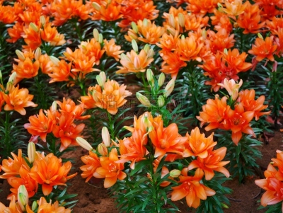 百合花,菜园,自然美,高对比度,热,彩色背景,泰国,萱草,植物,园艺