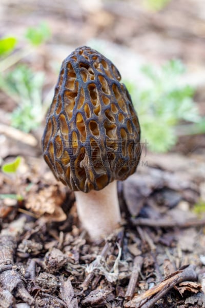 羊肚菌,特写,自然,垂直画幅,褐色,绿色,枝繁叶茂,无人,蘑菇,户外
