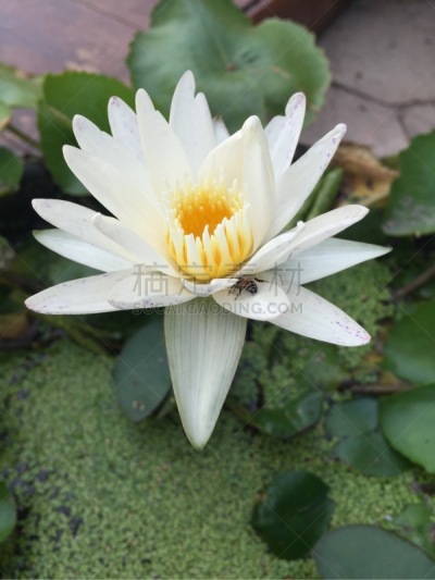 荷花,蜜蜂,白色,分离着色,清新,背景分离,盘着腿坐,热带气候,泰国,仅一朵花
