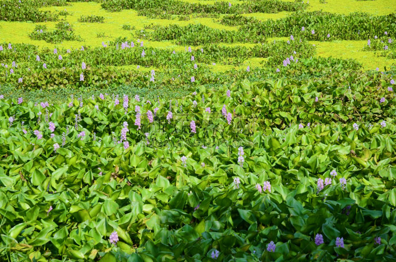 凤眼莲,自然,水平画幅,池塘,无人,夏天,河流,湖,季节,风信子