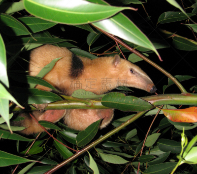 lesser anteater,野生动物,水平画幅,可爱的,生物,无人,野外动物,户外,哺乳纲,食蚁兽