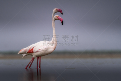 火烈鸟,地球,白色,亚洲,粉色,图像,脖子,美,颈,动物群