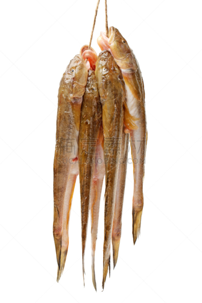 The sea catfish on white background