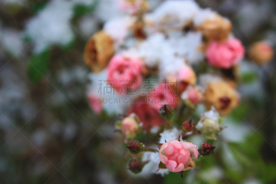 玫瑰,冬天,自然,寒冷,水平画幅,雪,无人,芽痕,野玫瑰,花蕾