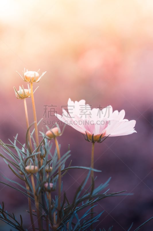 Cosmos Flowers