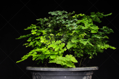 康巴,玉器,简历,掌叶铁线蕨,水平画幅,无人,蕨类,摄影