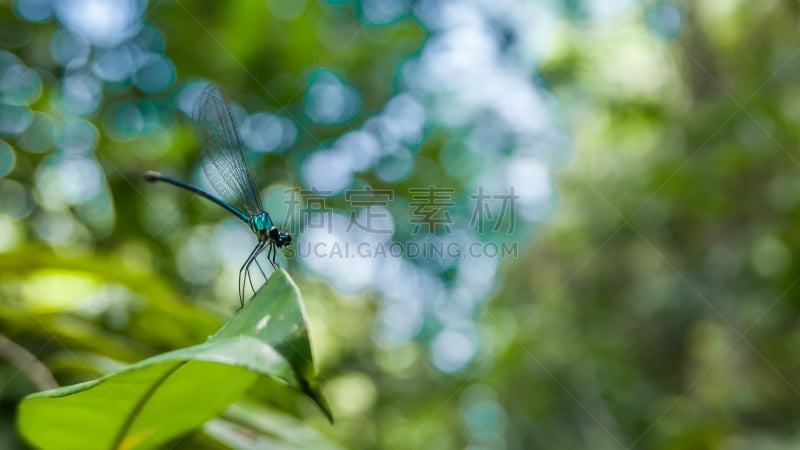 蜻蜓,叶子,蓝色,青绿色,窄翅蜻蛉,甲虫,纹理效果,动物身体部位,野外动物,夏天