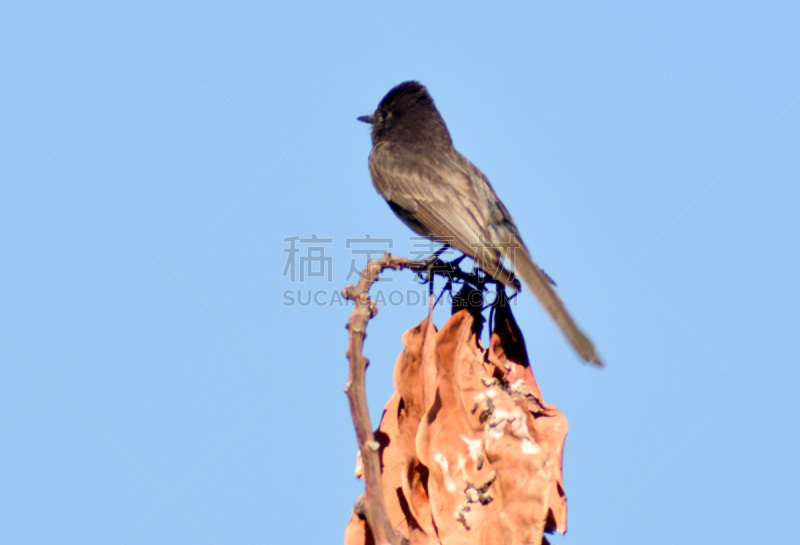 黑菲比霸鶲,支流,京燕,自然,天空,野生动物,美国,水平画幅,无人,鸟类