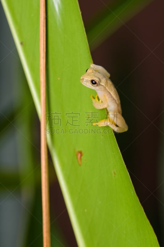 树蛙,黄色,野生动物门,湿,动物主题,野生动物,青蛙,一只动物,池塘,生物