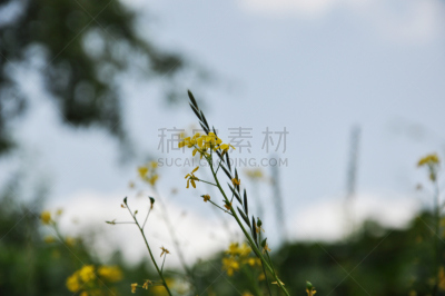 野花,合成图像,水平画幅,尖的,mourning cloak butterfly,夏天,毛莨科,草,特写,农学家