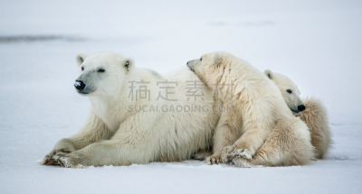 熊,幼兽,女人,南极洲,水平画幅,雪,爪子,动物身体部位,野外动物,户外