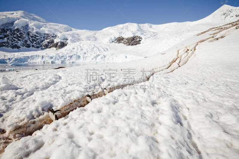 巴布亚企鹅,大群动物,自然,寒冷,水平画幅,地形,雪,冰河,无人,户外