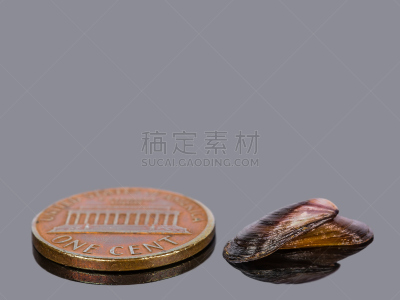 小的,贻贝,灰色背景,自然,饮食,美国,洞,水平画幅,海螺,贝壳