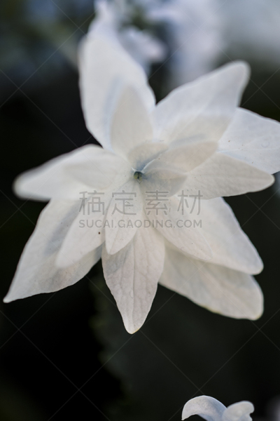 自然,垂直画幅,美国,无人,长木花园,宾夕法尼亚,花,摄影