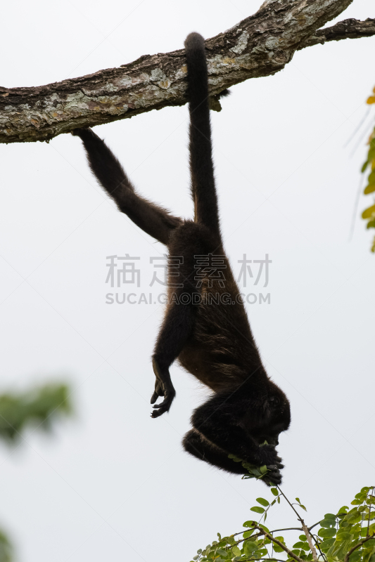 吼猴,猴子,野生动物门,濒危物种,动物主题,热带气候,野生动物,灵长目,猿,哺乳纲