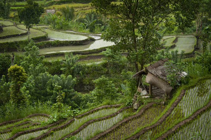 巴厘岛,自然美,卡兰葛森地区,水,水平画幅,山,无人,户外,水稻梯田,草