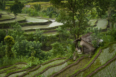 巴厘岛,自然美,卡兰葛森地区,水,水平画幅,山,无人,户外,水稻梯田,草