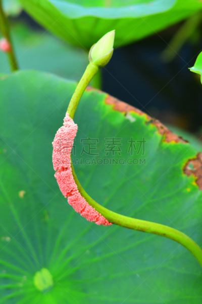 苹果螺,卵,美国,荷花,茎,美国睡莲,盖恩斯维尔,垂直画幅,无人,特写