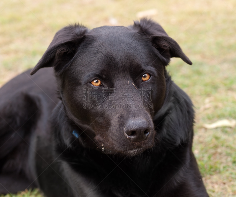 澳大利亚斗牛犬,狗,黑色,纯种猫,austalian kelpie,澳大利亚卡尔比犬,警犬,动物杂技,受过训练的狗,牧羊犬