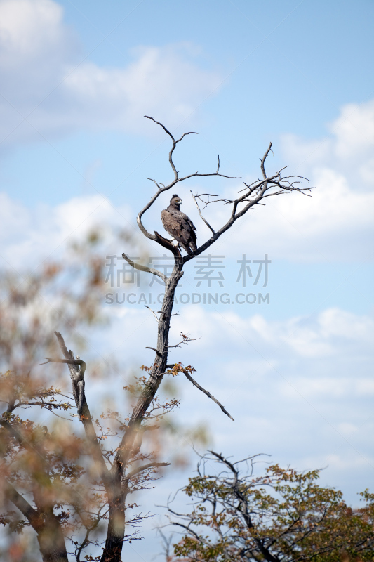 长冠鹰,恩切潘,垂直画幅,天空,留白,食肉鸟,无人,鸟类,野外动物,户外