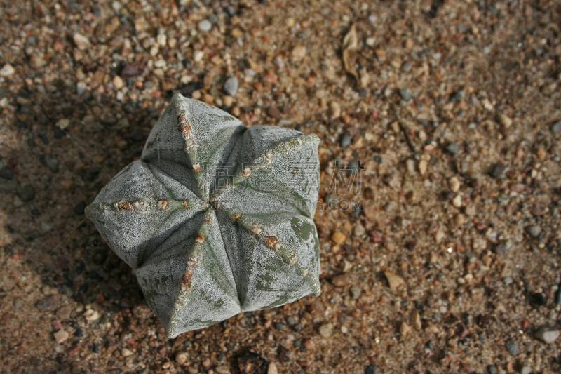 僧帽掌,自然,褐色,水平画幅,形状,绿色,沙子,无人,阴影,室内植物