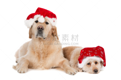 两只动物,狗,帽子,圣诞老公,衣服,美,圣诞帽,寻回犬,水平画幅