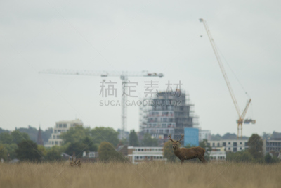 马鹿,雄鹿,水平画幅,秋天,欧洲,英格兰,草,欧洲蕨,鹿,哺乳纲